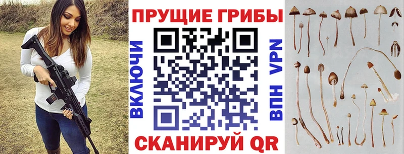 где можно купить   Борисоглебск  Псилоцибиновые грибы ЛСД 